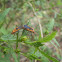 Cotton Stainer Bugs