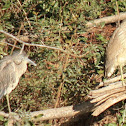 Black-crowned night heron