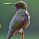 Ruby-throated Hummingbird