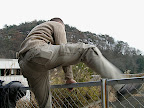 The Can nimbly hops a fence