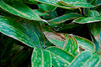 Leftover raindrops in Shizen Kyoiku Park