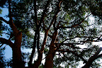 Shizen Kyoiku Park tree and sky 02