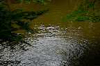 Stopping stagnation in a pond in Shizen Kyoiku Park