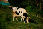 This moo cow was one of the few to look at me