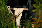 Cow along the Arakawa River