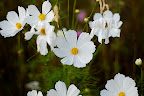 White cosmos waning