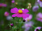 Dark purple cosmos