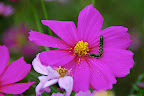 Purple cosmos invaded by a caterpillar, it wasn't the only one