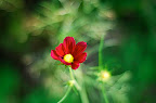 A budding red cosmos