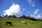 Horses on the public farm in Yamanashi
