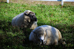 Two plump sheep at their ease