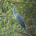 Grey Heron
