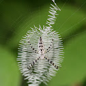 Garden Spider