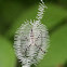 Garden Spider