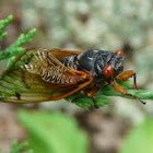 Periodic Cicada