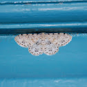 Moth