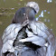 Crested Blue Swedish Duck