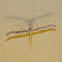 Plume moth