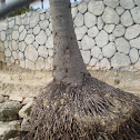 Coconut Tree