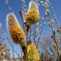 pussy willow