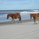 Wild Horse