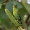 Orange-chinned parakeet