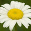 Oxeye Daisy