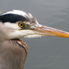 Great blue heron