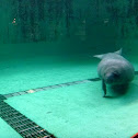 Manatee