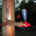 Red Squirrel