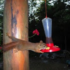 Red Squirrel
