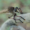Giant Robber Fly