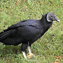 Black Vulture