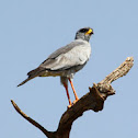Eastern Chanting Goshawk