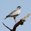 Eastern Chanting Goshawk