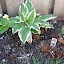 Hosta (albomarginata)