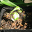 Hosta medio-variegata (south side)