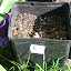 Hosta #2