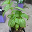 Basil - Sweet