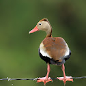 Black-bellied Whistling Duck