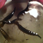Predacious diving beetle (larvae)