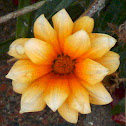 Gazania