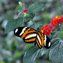 Ethilia Longwing