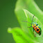 Jewel Bug