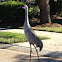 Sand hill crane