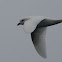 Snow Petrel
