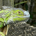 Green iguana