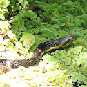 Broad Banded Water Snake