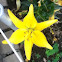 Lily