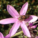 Common Housefly